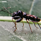 Ant-mimicking Seed Bug