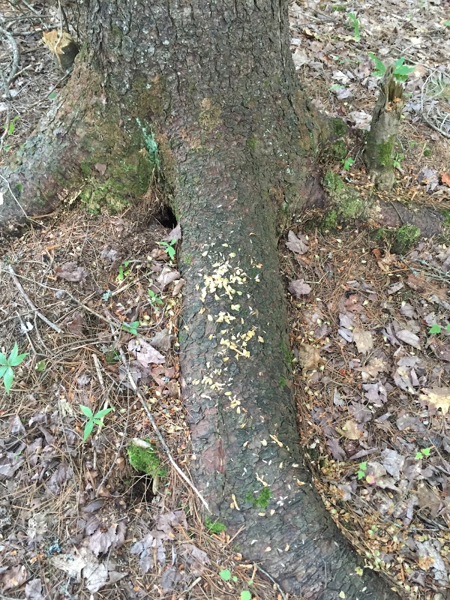 American Red Squirrel Middens