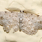 Geometrid Moth