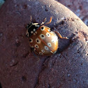 Eyespotted Lady Beetle