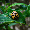 Six-spotted zigzag ladybird