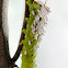 Tomato Hornworm with Braconidae cocoons