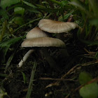 Boletus