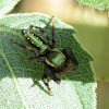 Jumping Spider