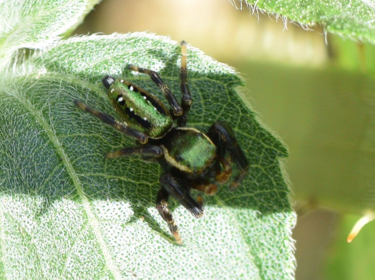 Jumping Spider