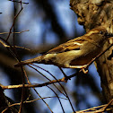 House Sparrow