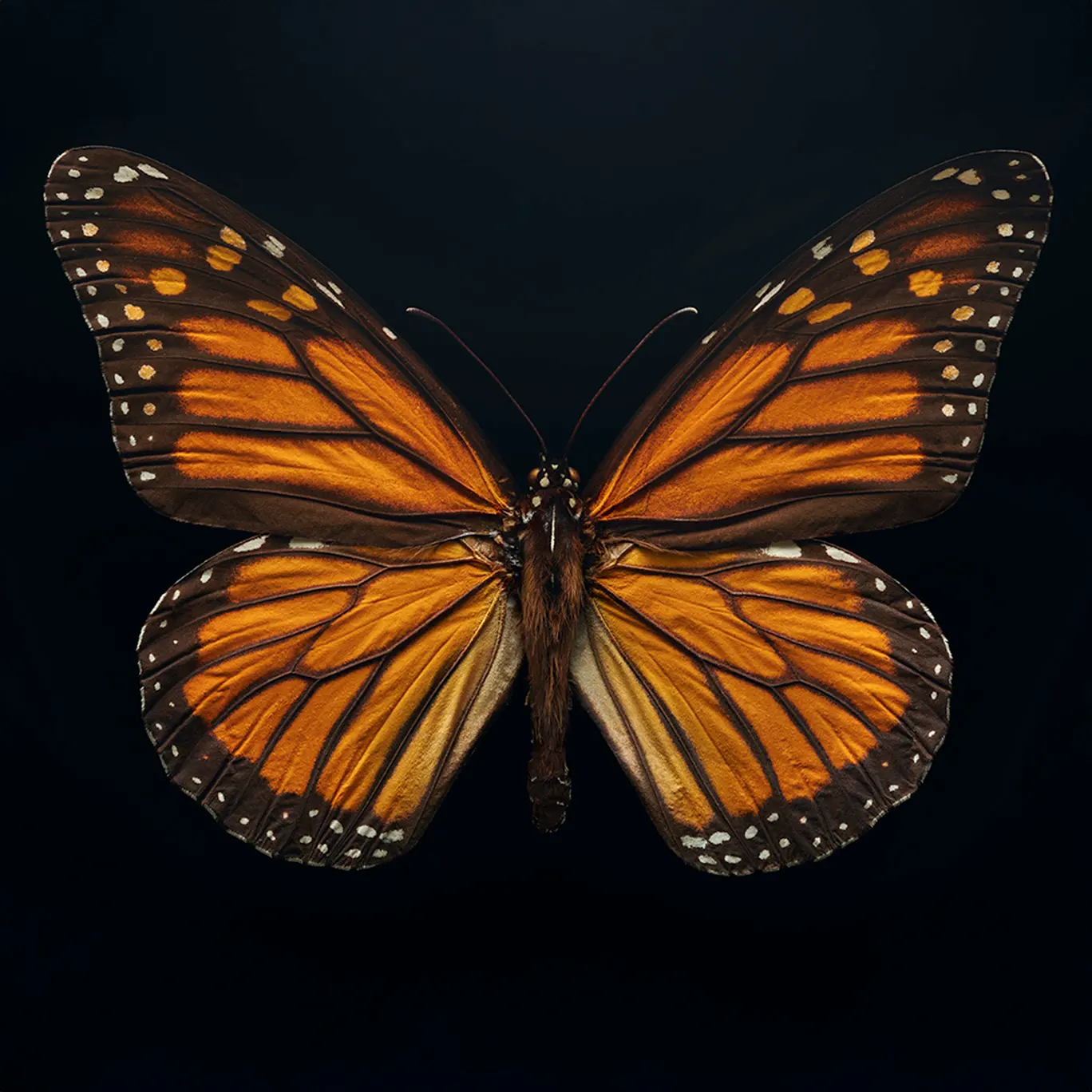 Monarch butterfly, closeup photo by Levon Biss.