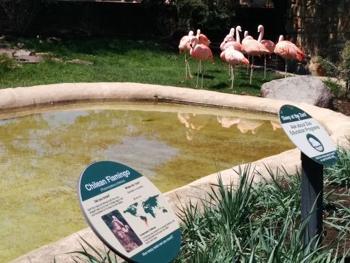 Flamingo Exhibit