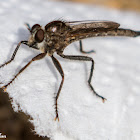 Robber Fly