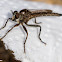 Robber Fly