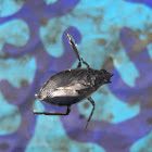 Large whirligig beetle