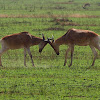 Alcélafo (Hartebeest)