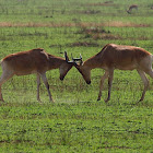 Alcélafo (Hartebeest)