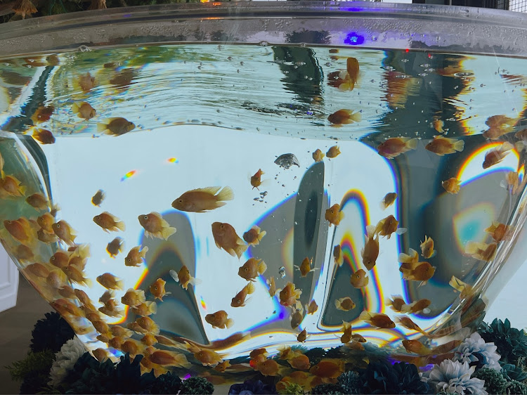 ハリアーの天空のアクアリウムソラキン・金魚と熱帯魚・ゴールドタワー・観光スポット・香川県宇多津に関するカスタム事例の投稿画像19枚目