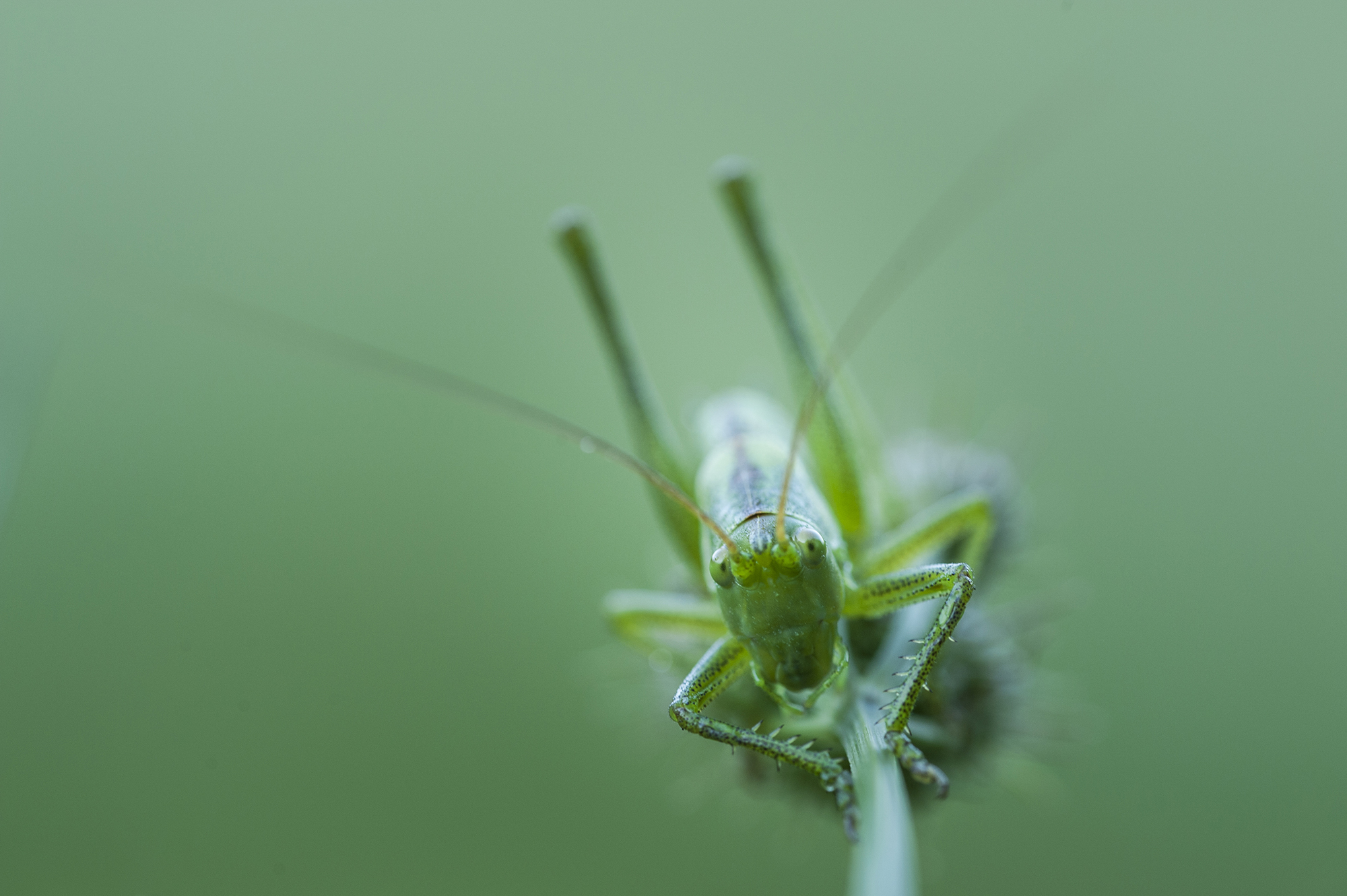 green on green di gabrielecollini