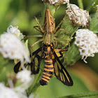 Lynx Spider & Prey