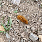 Isabella Tiger Moth