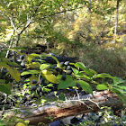 Wild Blue Berries