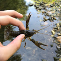 Crayfish