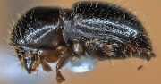 A close-up of the 2mm polyphagous shot hole borer beetle.