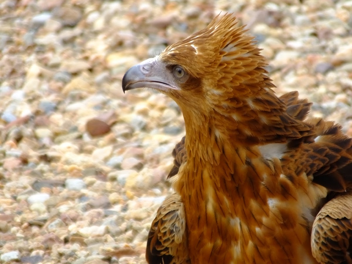 wedge tailed eagle