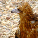 wedge tailed eagle