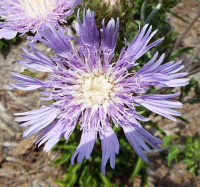 Stoke's Aster