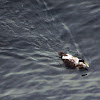 Common eider