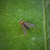 long-legged flies