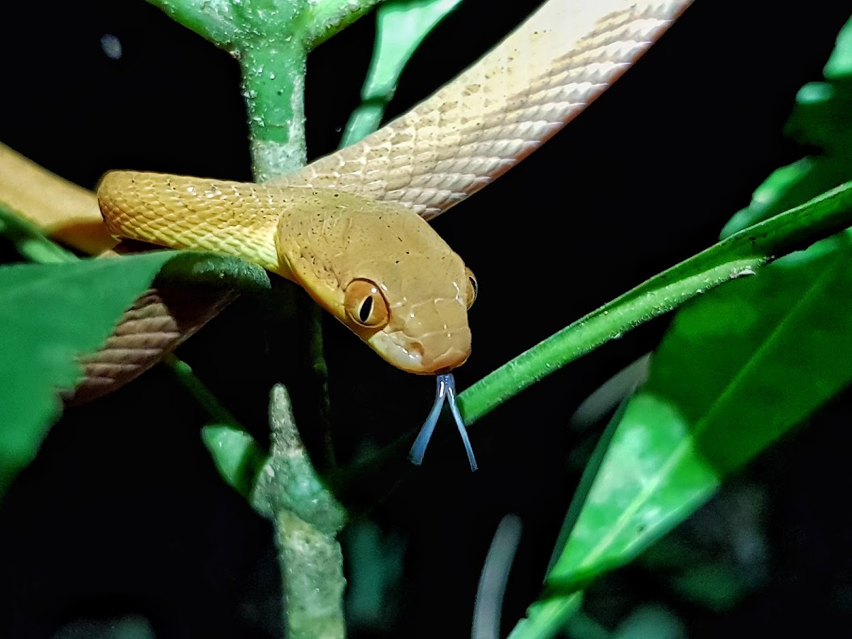 Dark-headed cat snake