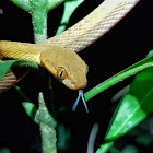 Dark-headed cat snake