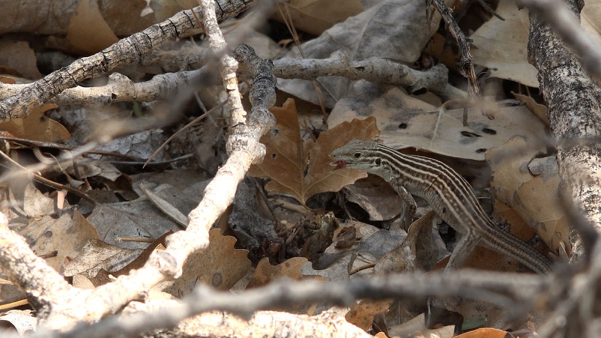 Whiptail lizard