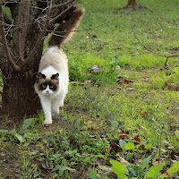 Il gatto di 