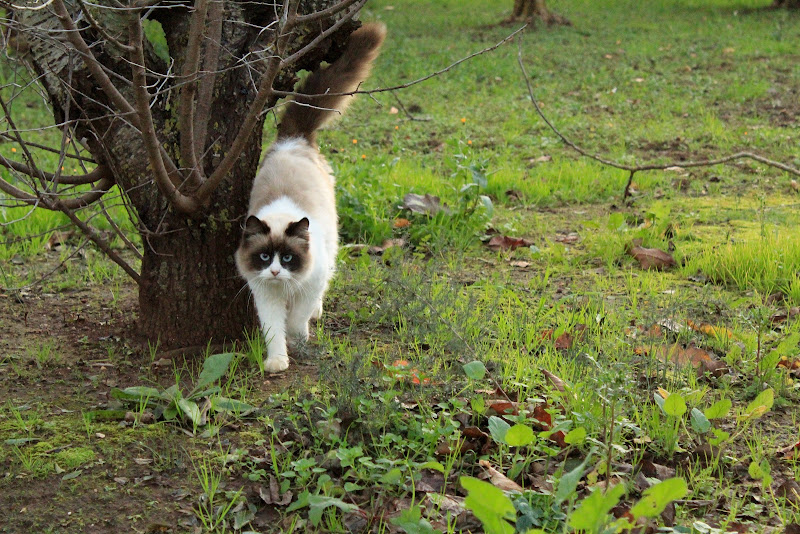 Il gatto di gocciazzurra