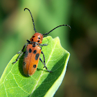 Red Milkweed Beetle