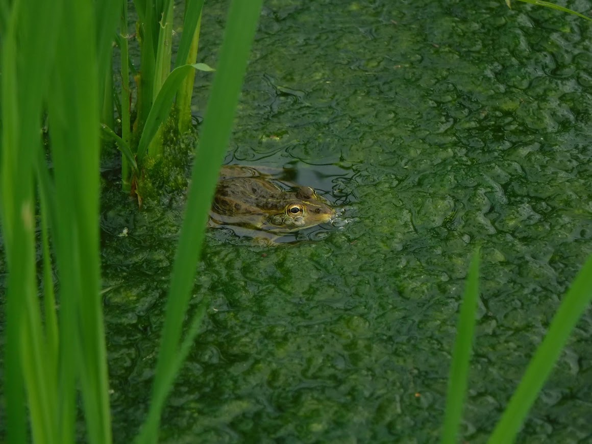 トウキョウダルマガエル