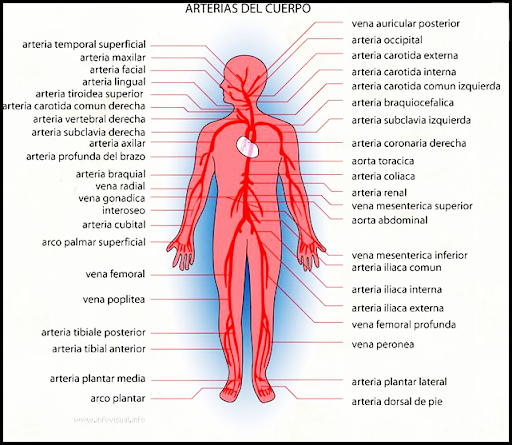 3D Human Anatomy. 👭Discover the Human Body