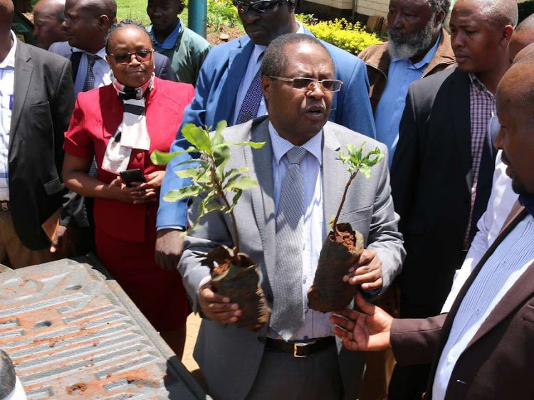 Embu Governor Martin Wambora distributes improved macadamia seedlings to farmers in Embu recently.