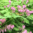 Tiger swallowtail