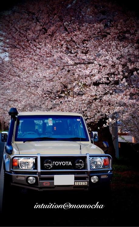 ランドクルーザー70の桜満開・ランドクルーザー・ランドクルーザー70に関するカスタム事例の投稿画像1枚目
