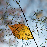 Lonely autumn leave di 