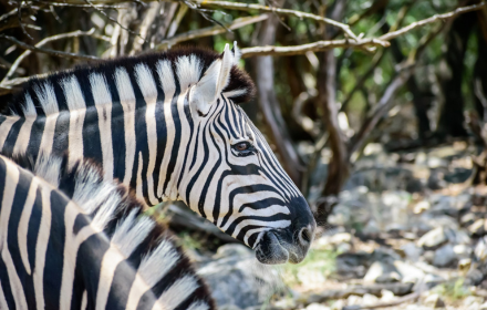 Zebra small promo image