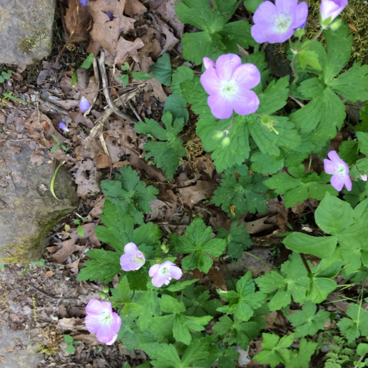 Wild geranium