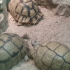 Egyptian Tortoise