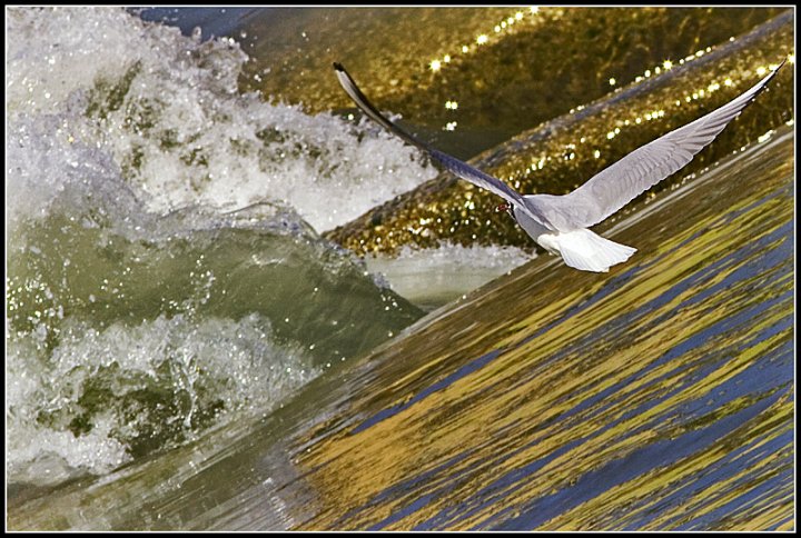 in volo sull'acqua del fiume di barbelfo