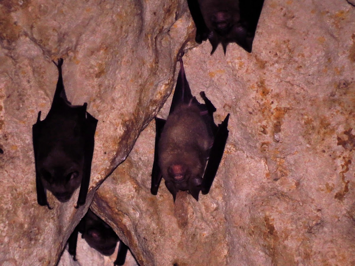 Sorensen's Leaf-nosed Bats