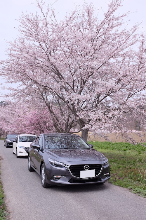 インサイトのドライブ・アクセラ・桜🌸に関するカスタム事例の投稿画像2枚目