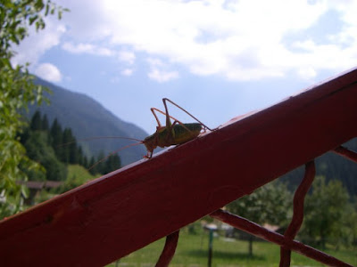 Il mio mondo di nicolagardin