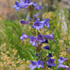 Bluestem Penstemon