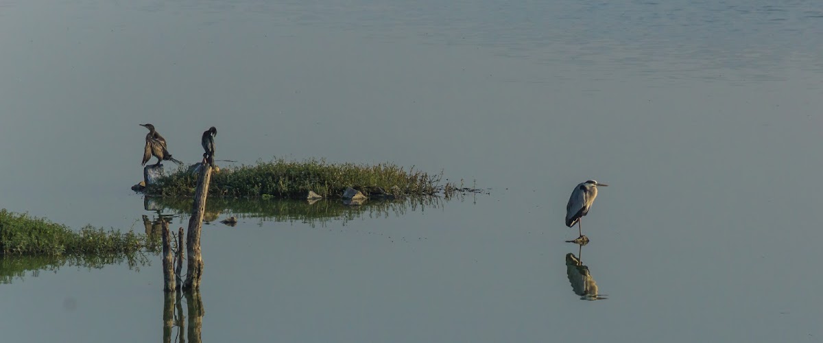 Cormorants